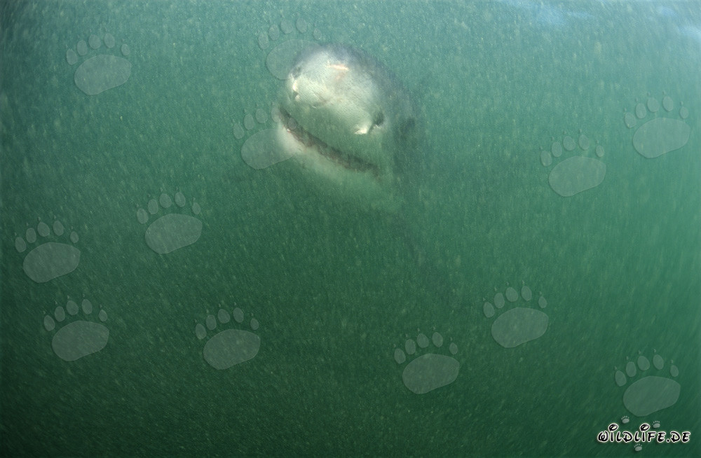 Jeune grand requin blanc nage dans l'eau trouble devant l'île de Dyer