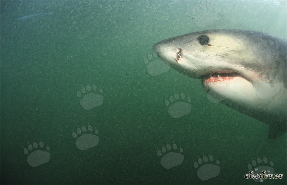 Portrait fascinant d'un grand requin blanc sous l'eau