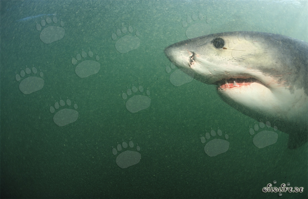 Affascinante ritratto di uno squalo bianco sott'acqua
