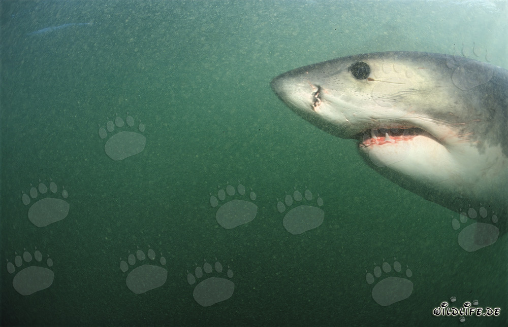 Faszinierendes Kopfporträt eines Weißen Hais unter Wasser