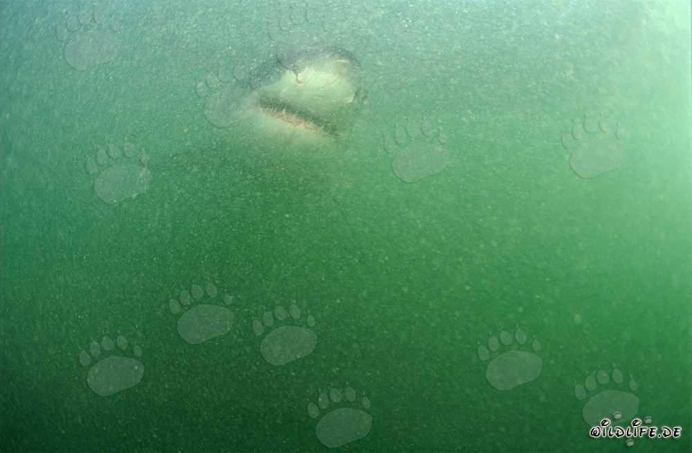 Baby squalo bianco nell'acqua ricca di plancton