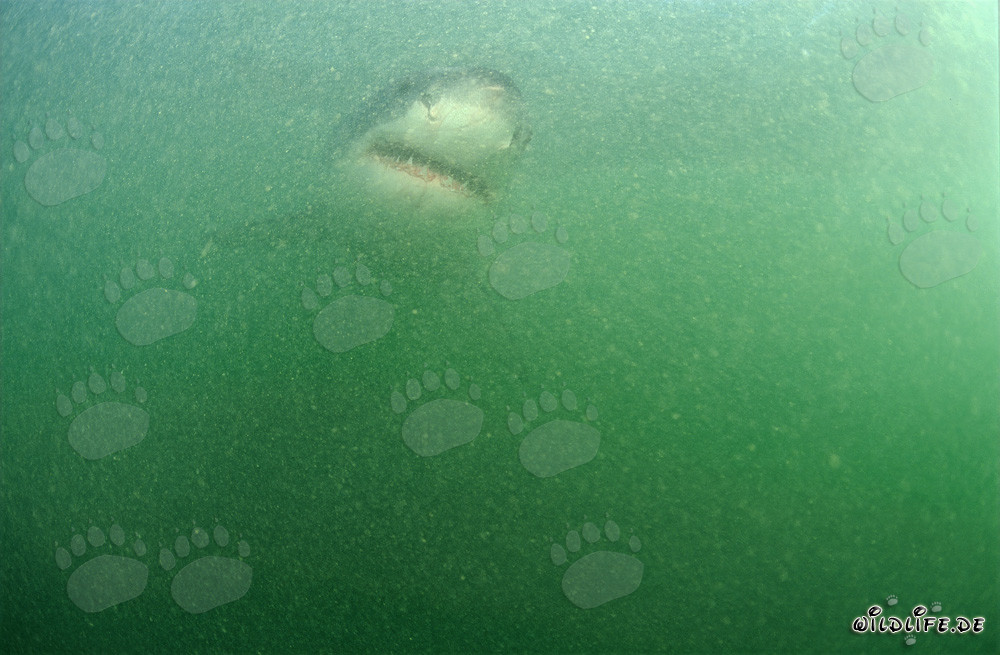 Baby Weißer Hai im planktonreichen Wasser