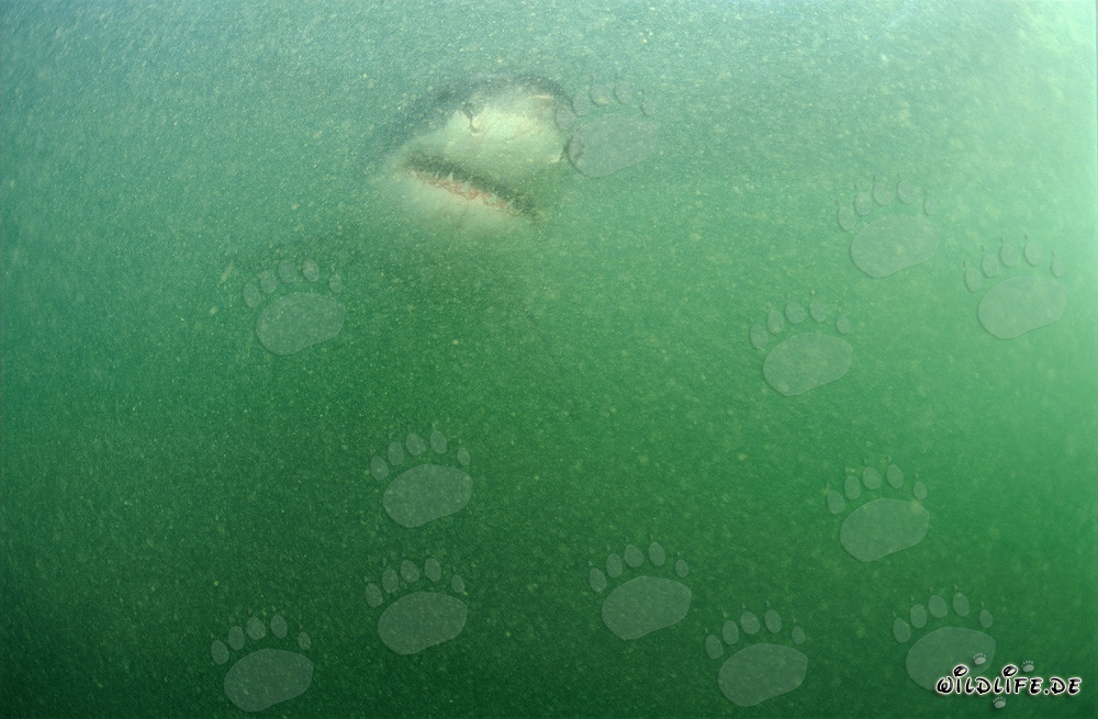 Jeune requin blanc bébé dans l'eau riche en plancton