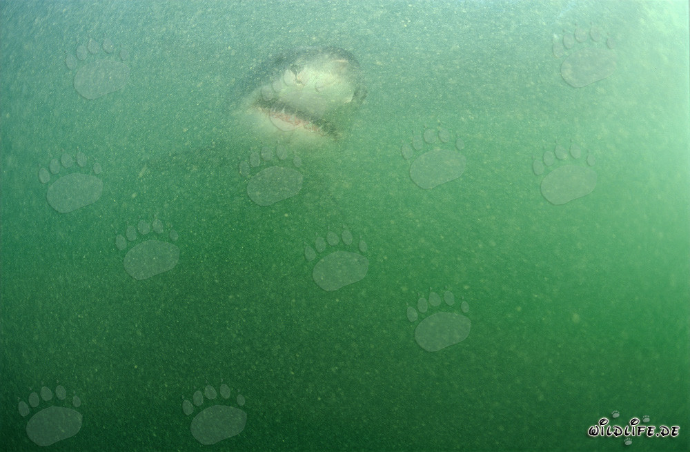 Bebé tiburón blanco en el agua rica en plancton