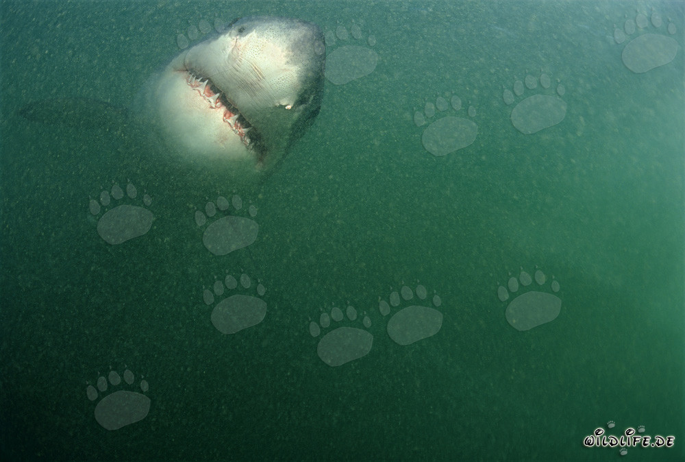Gran tiburón blanco majestuoso nada directamente hacia la cámara