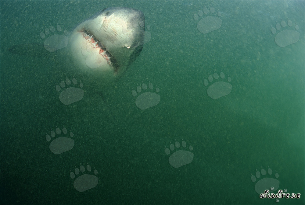 Majestic Great White Shark swimming directly towards the camera
