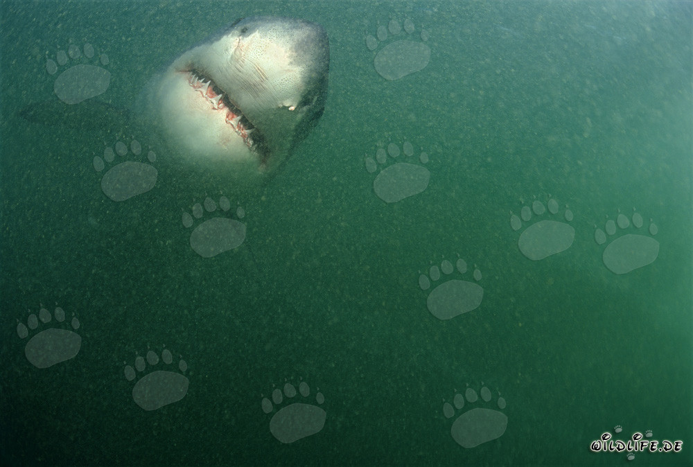 Majestätischer Weißer Hai schwimmt frontal auf die Kamera zu