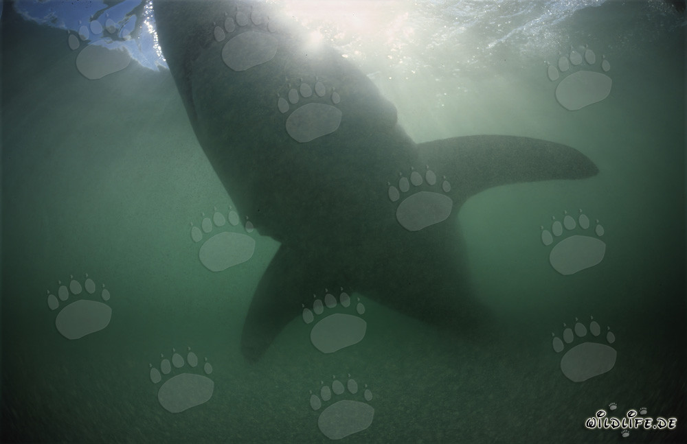 Silhouette impressionnante d'un grand requin blanc dans l'eau verdâtre