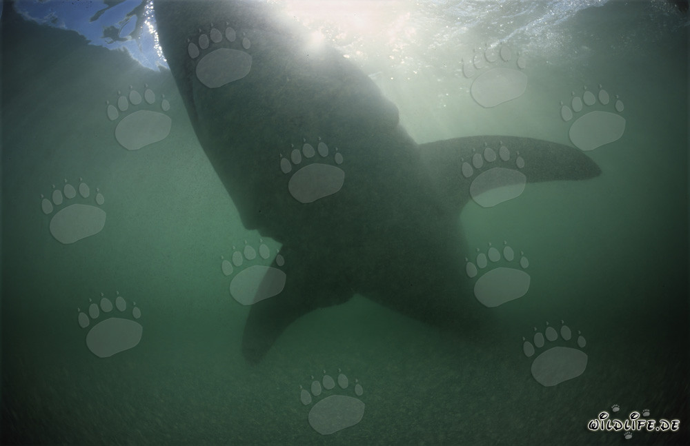 Impresionante silueta de un gran tiburón blanco en el agua verdosa
