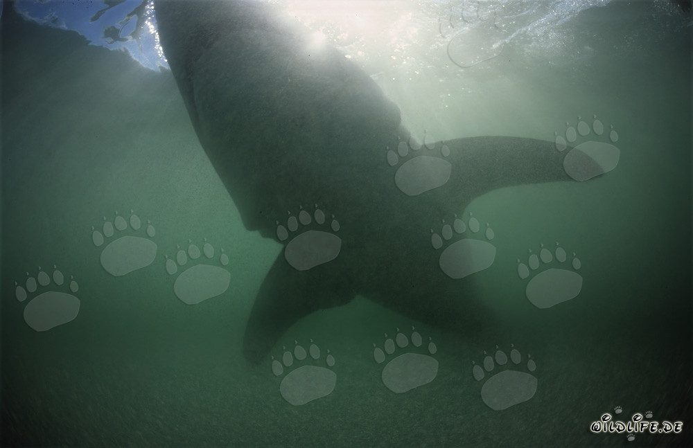 Impressive silhouette of a Great White shark in greenish water