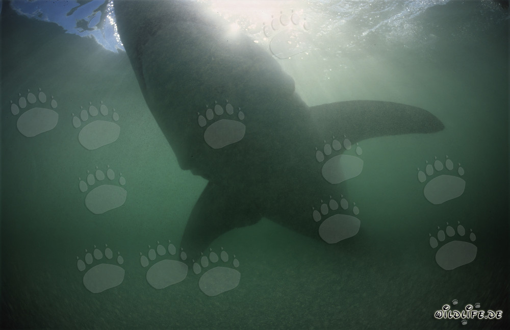 Impressionante silhouette di uno squalo bianco nell'acqua verdognola