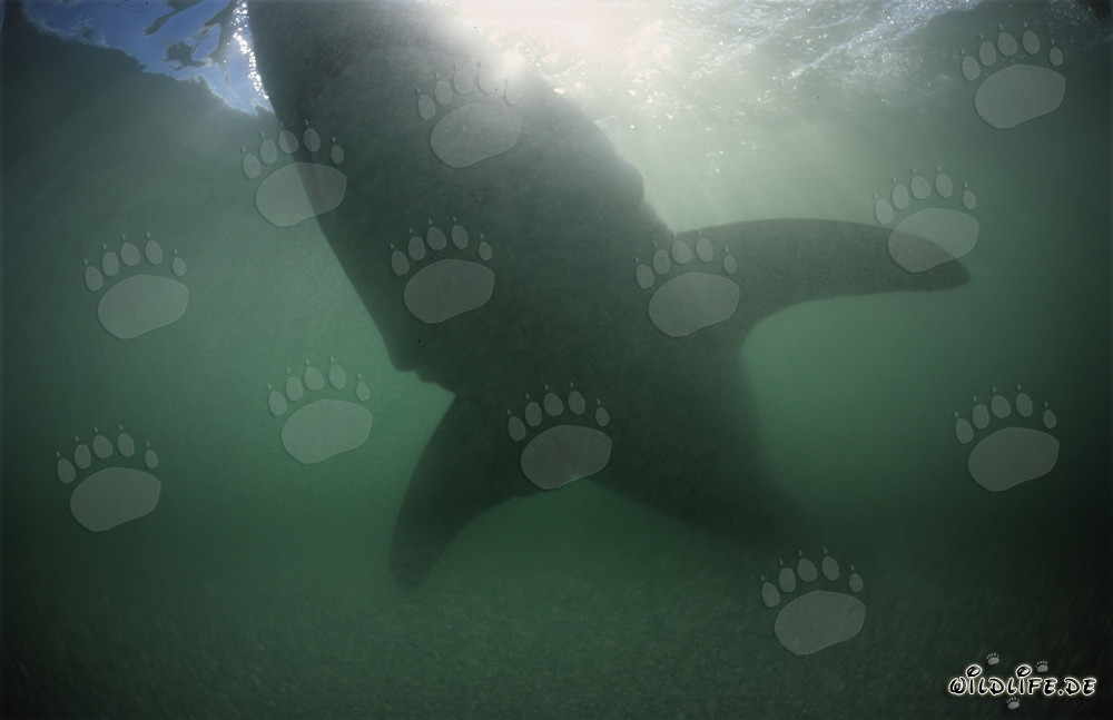 Beeindruckende Silhouette eines Weißen Hais im grünlichen Wasser