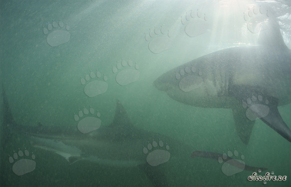Deux majestueux grands requins blancs devant Geyser Rock et l'île Dyer en Afrique du Sud