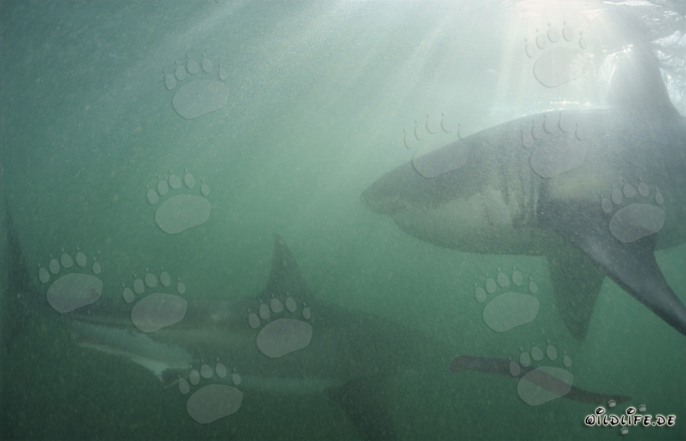Two majestic great white sharks near Geyser Rock and Dyer Island in South Africa