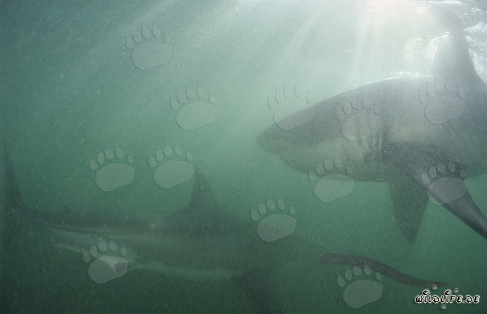 Zwei majestätische Weiße Haie vor Geyser Rock und Dyer Island in Südafrika