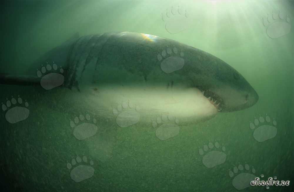Majestic Great White Shark in green water off the coast of South Africa