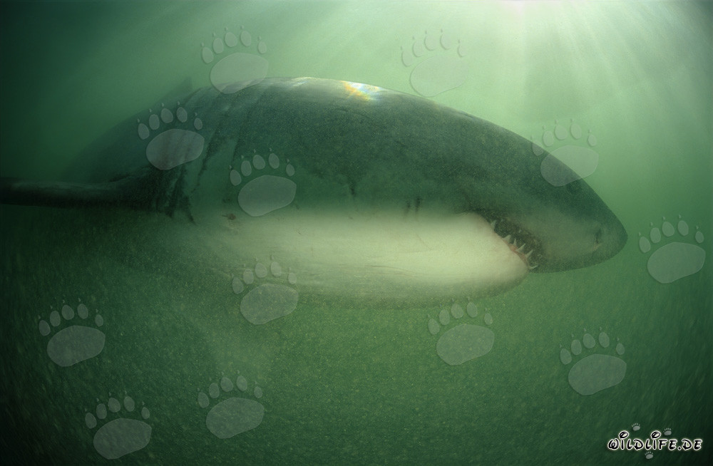 Grand requin blanc majestueux dans l'eau verte au large de la côte sud-africaine