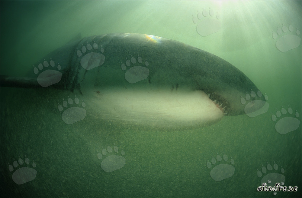 Majestuoso tiburón blanco en el agua verde frente a la costa de Sudáfrica