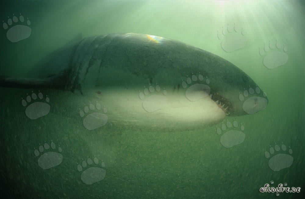 Majestätischer Weißer Hai in grünem Wasser vor der Küste Südafrikas