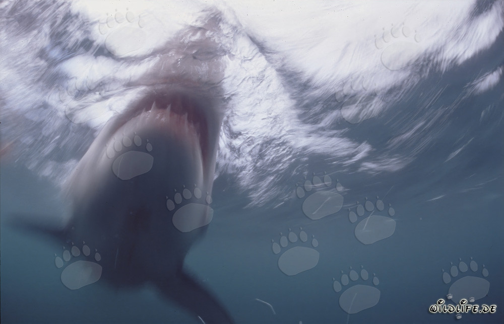 Grand requin blanc impressionnant repéré devant l'île de Dyer