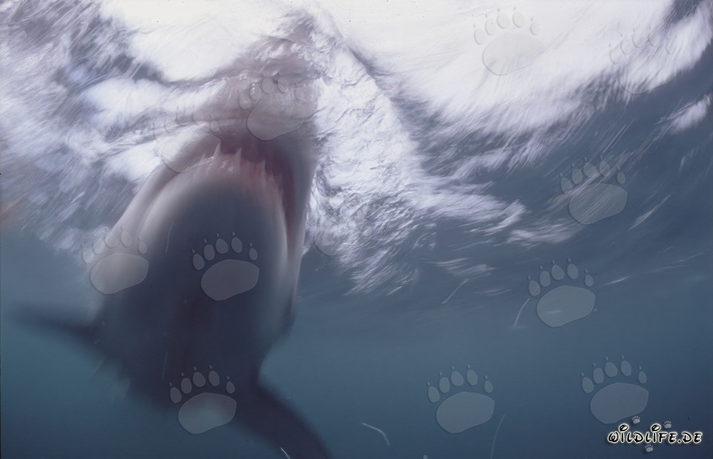 Impressive Great White Shark emerges near Dyer Island