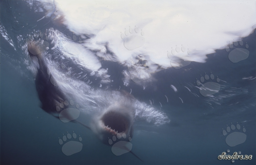 Grand requin blanc avec la gueule ouverte sous l'eau