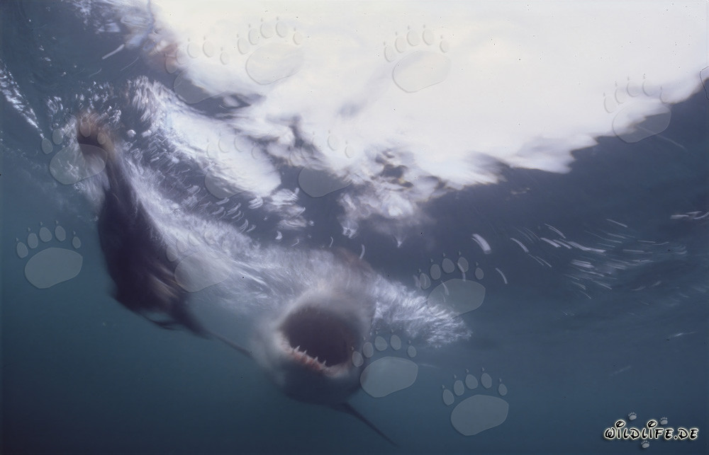 Gran tiburón blanco con la boca abierta bajo el agua