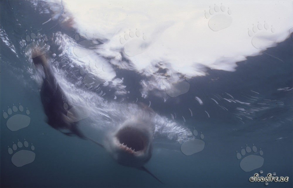 Großer Weißer Hai mit geöffnetem Maul unter Wasser