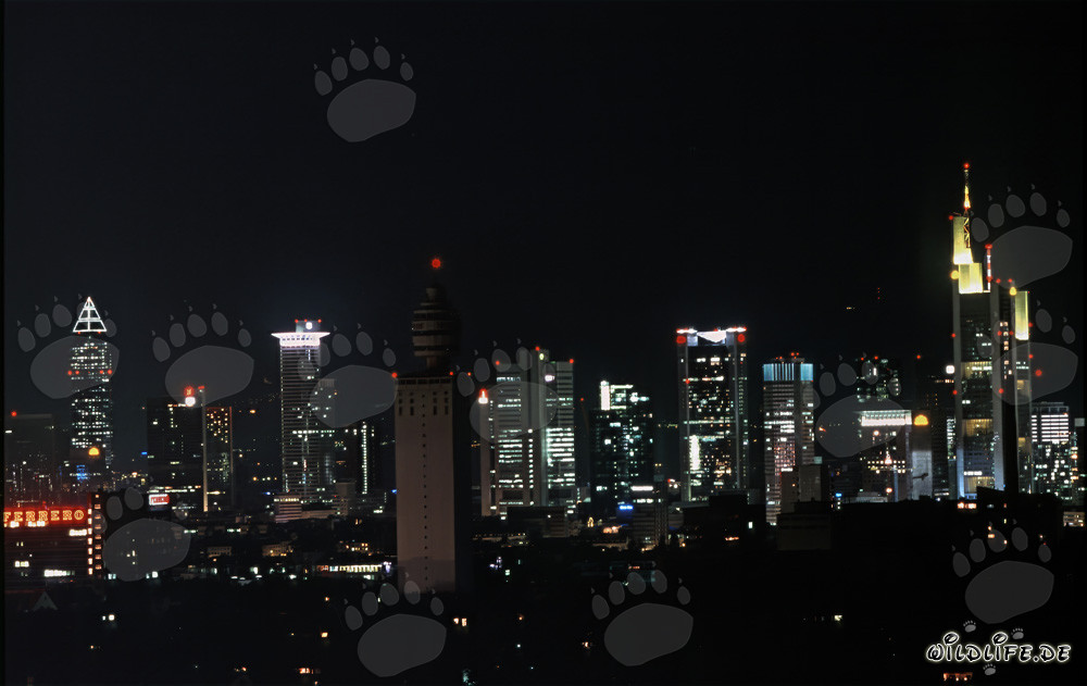 Frankfurt Night-Time Skyline - Impressive night shot of the famous Frankfurt skyline