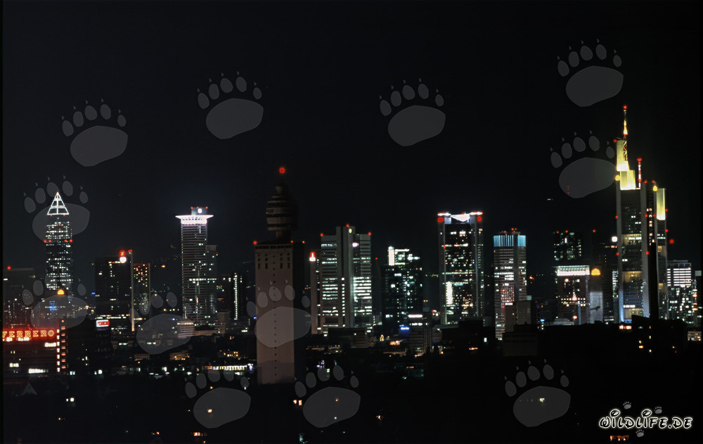 Frankfurt Skyline bei Nacht - Imposante Nachtaufnahme der berühmten Skyline von Frankfurt