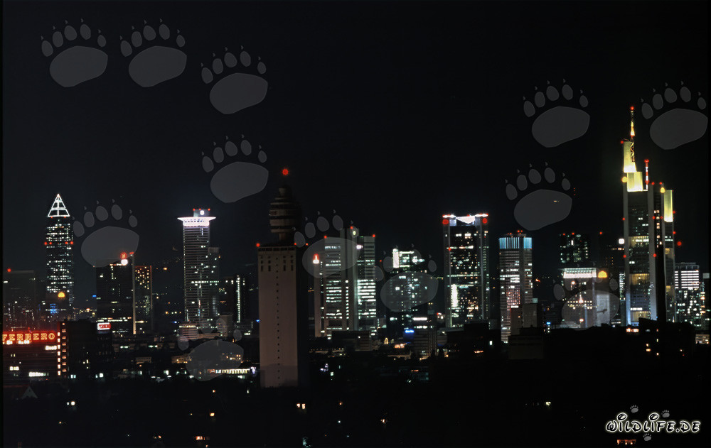 Skyline de Frankfurt de noche - Impresionante fotografía nocturna de la famosa skyline de Frankfurt