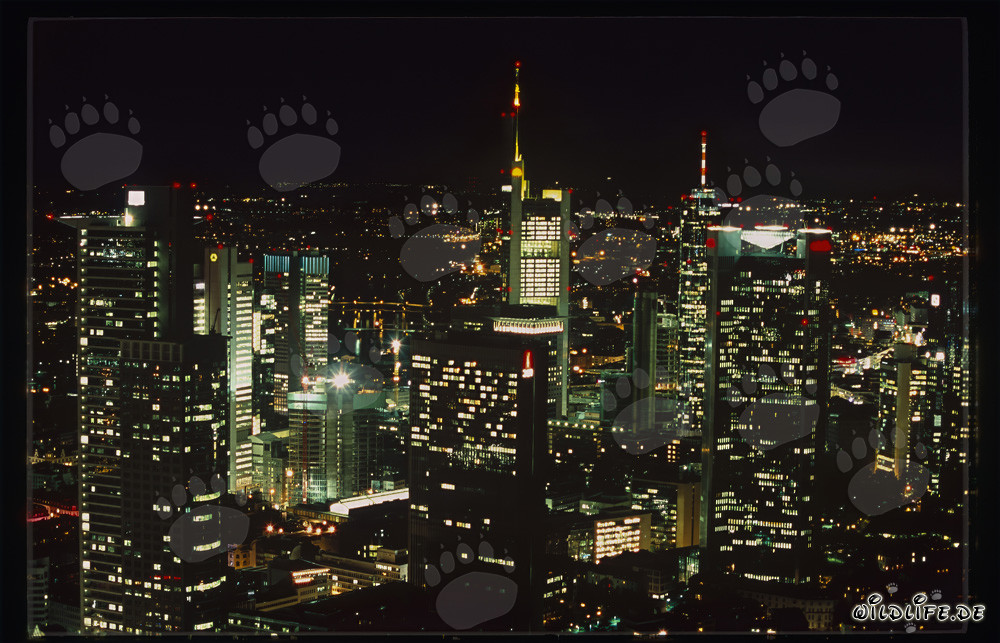 Architecture moderne : Skyline de Francfort la nuit