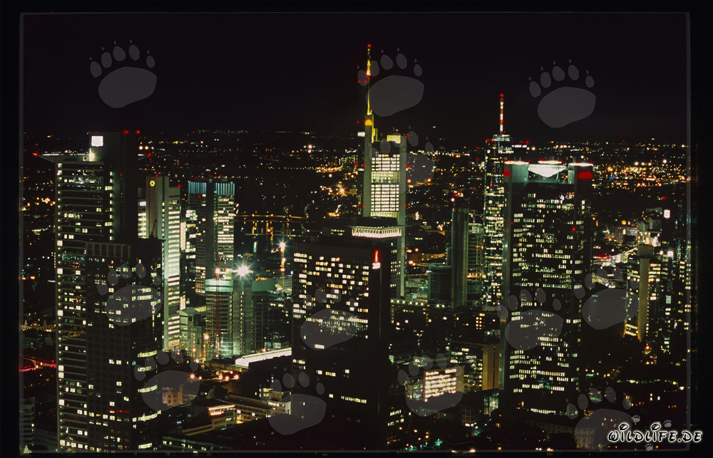 Modern Architecture: Frankfurt Night-Time Skyline