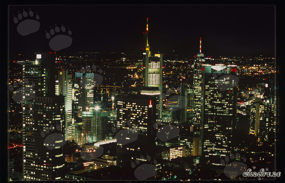 Moderne Architektur: Frankfurt Skyline bei Nacht