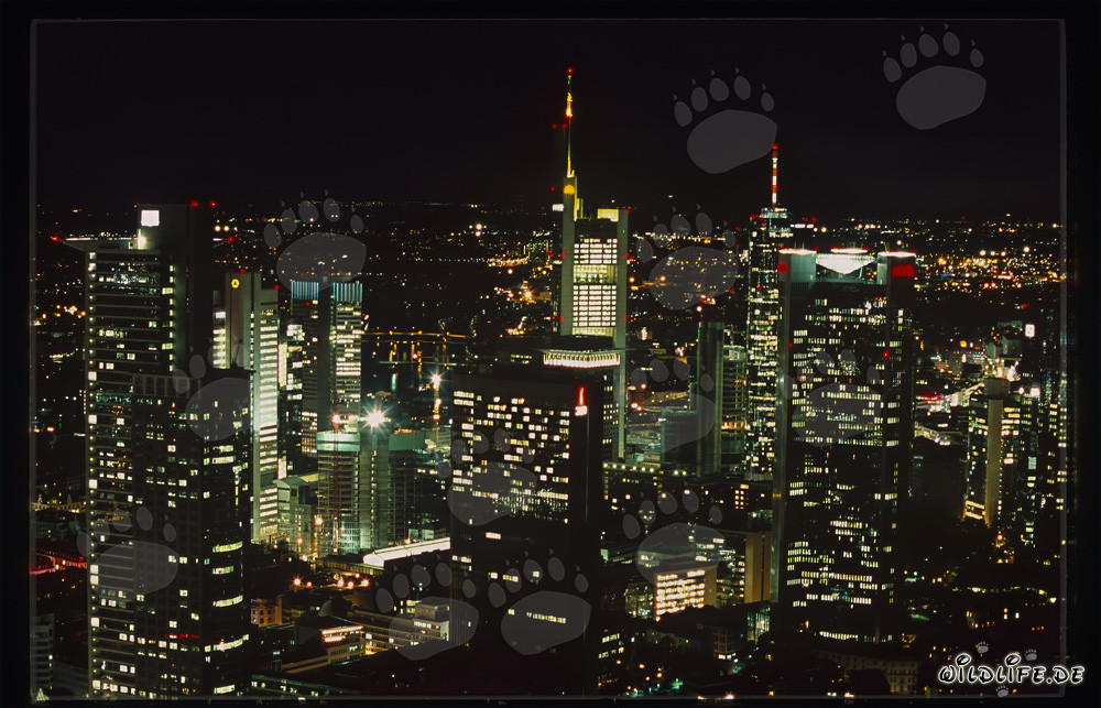 Arquitectura moderna: Skyline de Frankfurt de noche