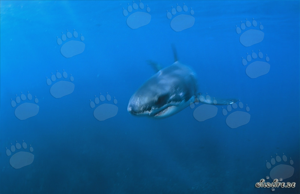Baby Great White Shark in the blue waters off the coast of Gansbaai
