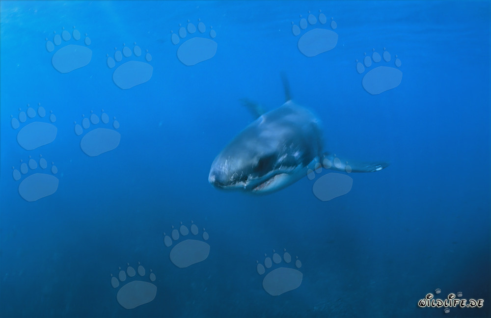 Piccolo Squalo Bianco nell'acqua blu al largo di Gansbaai