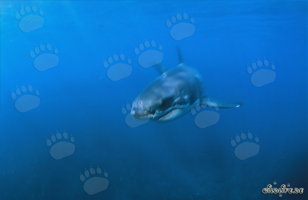 Baby Weißer Hai im blauen Wasser vor der Küste von Gansbaai