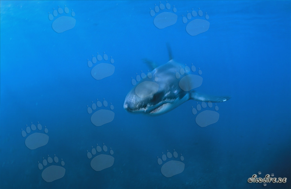 Jeune Requin Blanc dans l'eau bleue au large de Gansbaai