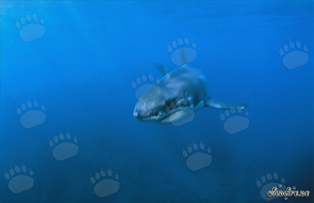 Pequeño Tiburón Blanco en el agua azul frente a la costa de Gansbaai
