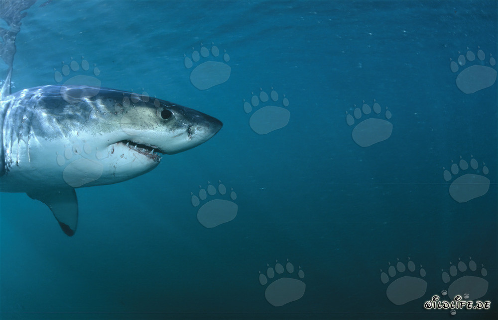 Gran retrato lateral de la cabeza del Gran Tiburón Blanco