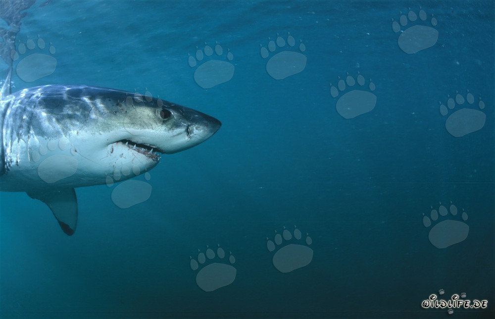 Superbe portrait latéral de tête de Grand Requin Blanc