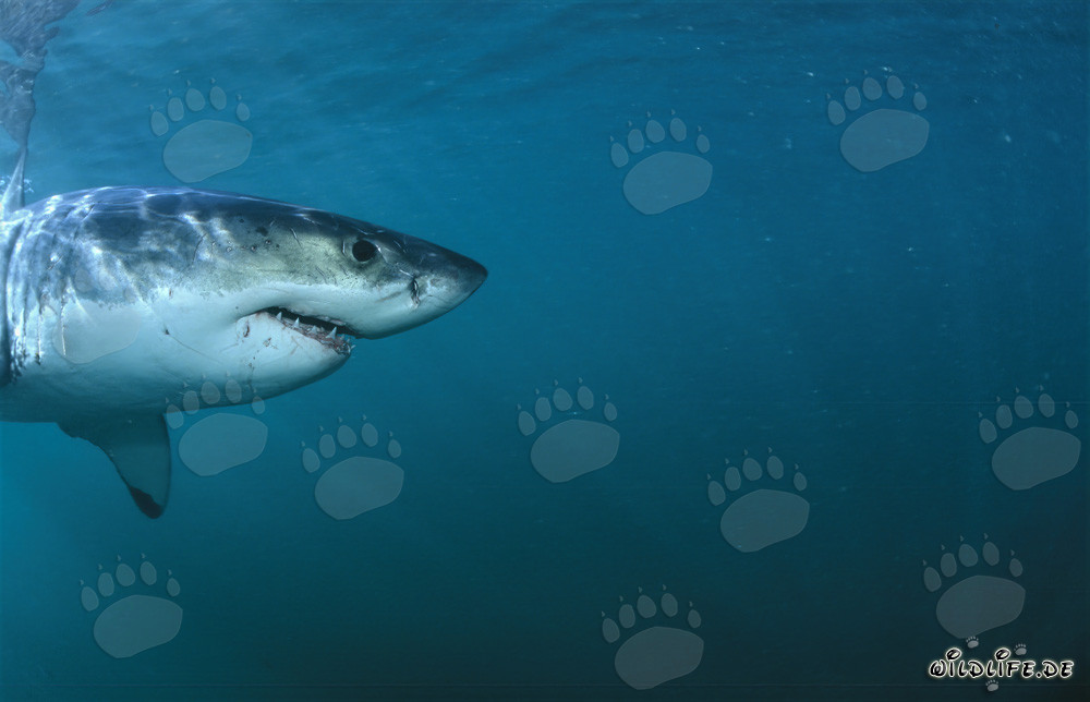 Great White Shark Head Profile Portrait