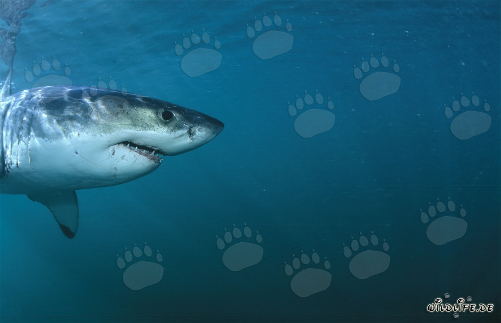 Großartiges Weißer Hai Kopf Seitenporträt