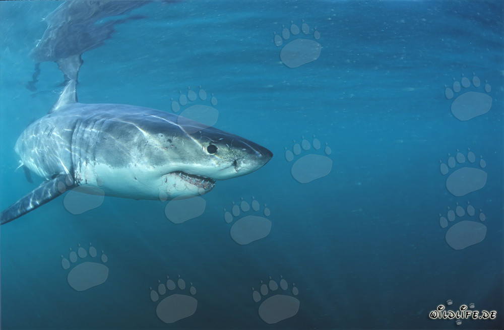 Baby Great White Shark exploring the waters near Gansbaai