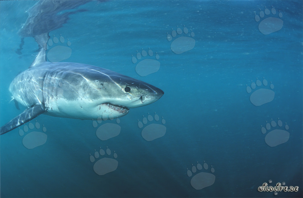 Jeune requin blanc explore la mer devant Gansbaai