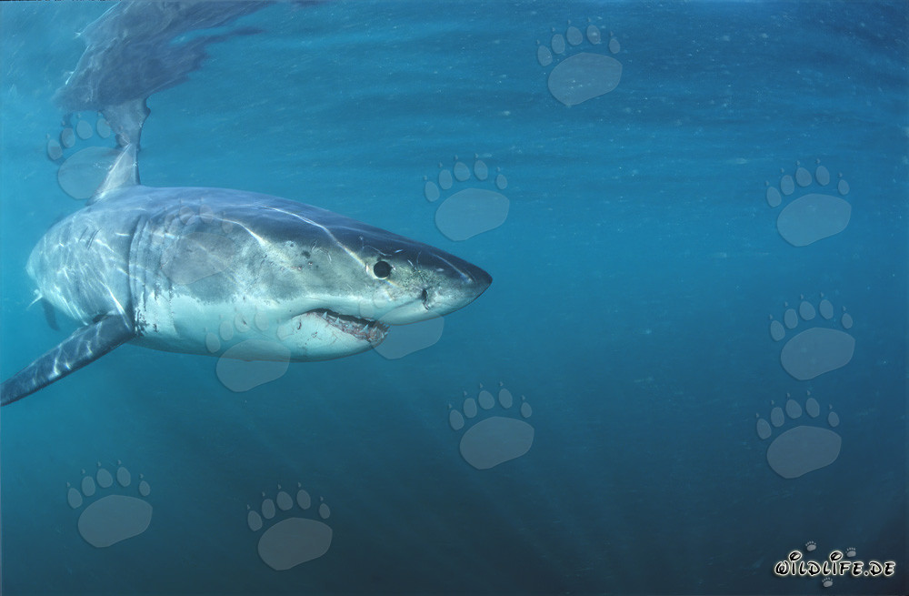 Tiburón blanco bebé explora el mar frente a Gansbaai