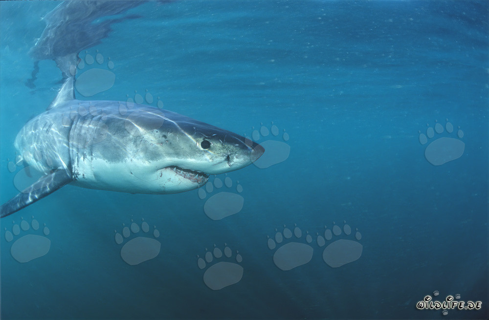 Cucciolo di squalo bianco esplora il mare di fronte a Gansbaai