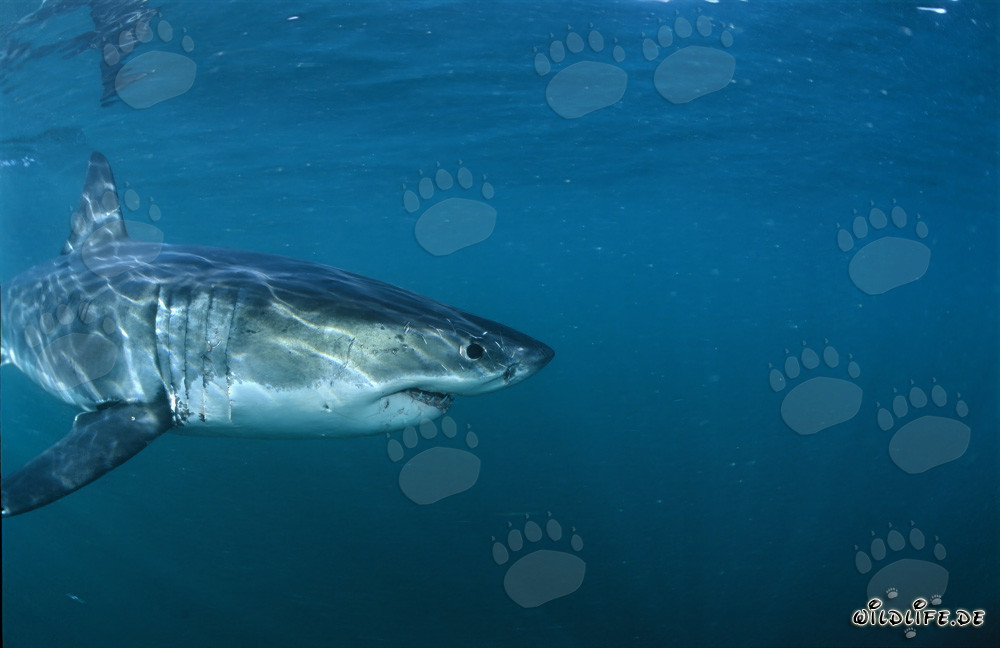 Impresionante Gran Tiburón Blanco cerca de Gansbaai