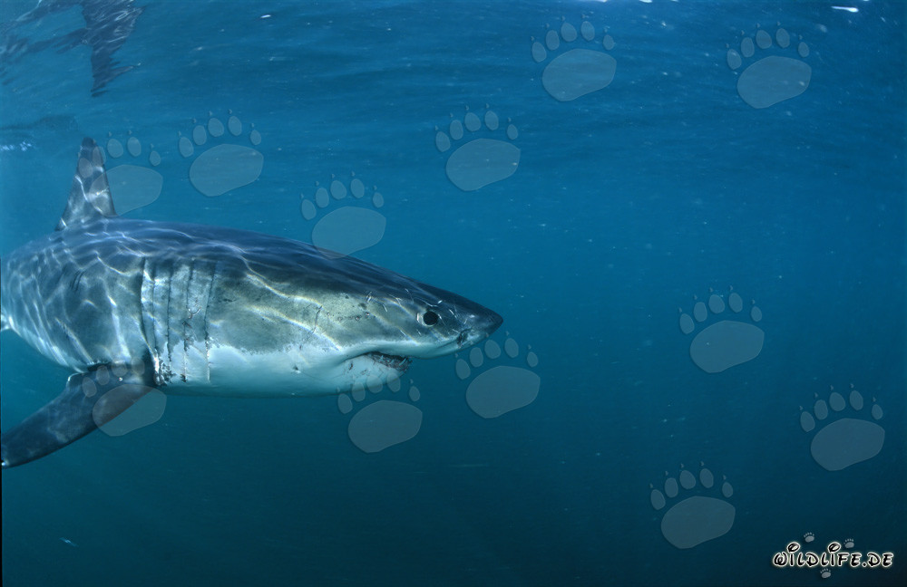 Grand requin blanc impressionnant près de Gansbaai